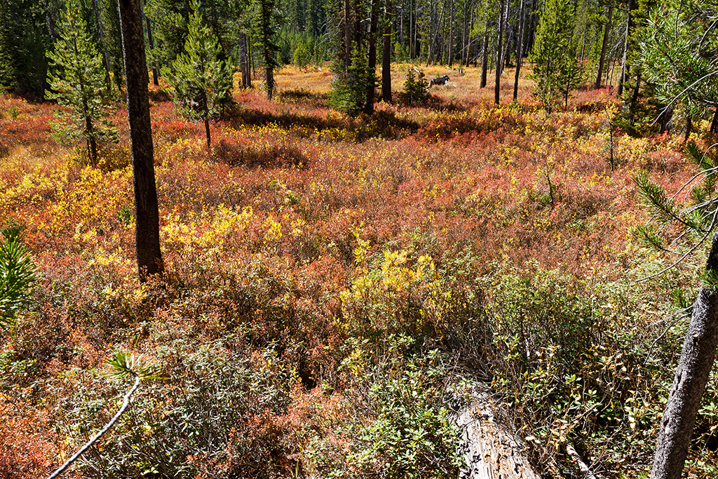 10-01 - 04.jpg - Sawtooth National Recreation Area, ID